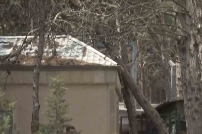 Nəsimi rayonu: sakinlər Moskva prospektində qurumuş ağaclardan narahatdırlar – VİDEO