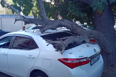 Bakıda qurumuş ağac gövdəsi avtomobilin üzərinə aşıb