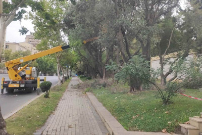 Nəsimi rayonunda ağaclar budanıb