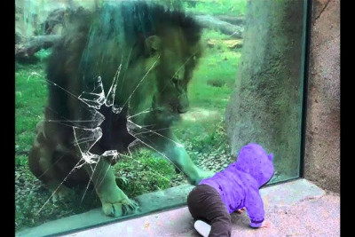 Bakı Zooloji Parkında şir şüşəsini sındırıb: İDDİA
