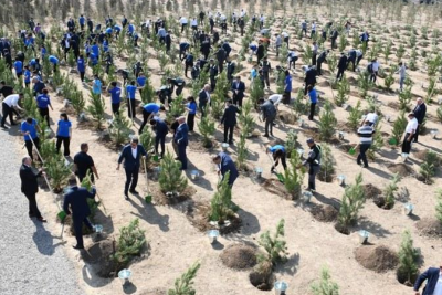 Nərimanovda Anım Günü ilə əlaqədar ağacəkmə aksiyası keçirilib
