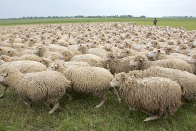 Bakıda 100-dən çox xırdabuynuzlu heyvan oğurlanıb