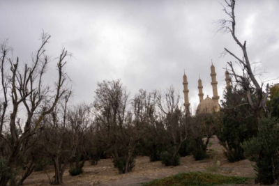 “Zeytunluq”da acınacaqlı durum: Ağaclar məqsədli şəkildə məhv edilir? - FOTOLAR
