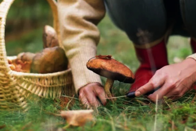 Xaçmaza istirahətə gedən Bakı sakinləri göbələyin qurbanı oldular