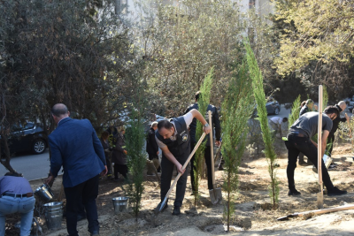 Bakıda ağacəkmə aksiyası baş tutub