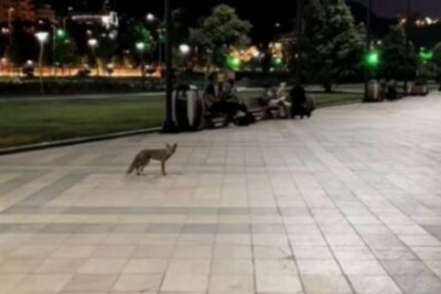 Bakı bulvarında tülkü görüldü – VİDEO