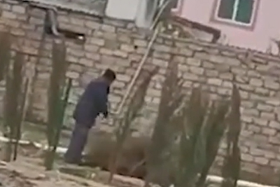Yeni əkilən ağac tingləri niyə çıxarılıb? - Rəsmi cavab - Video