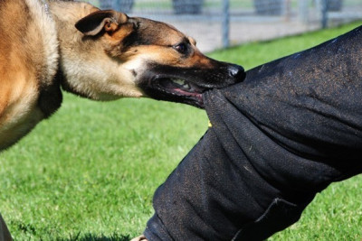 Bakıda DƏHŞƏT: İtlər sahibini parçalayıb öldürdü