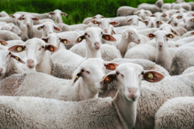 Bakı sakinin qoyunlarını oğurladılar 