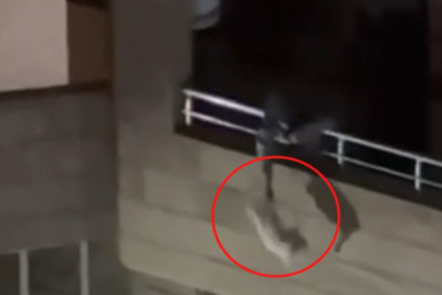 Bakıda pişiyə işgəncə verən şəxs cəzalandırıldı - VİDEO 