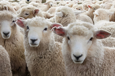 Bakıda qoyun oğruları saxlanıldı