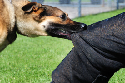 Ötən il heyvanlar neçə Bakı sakinini dişləyib? 