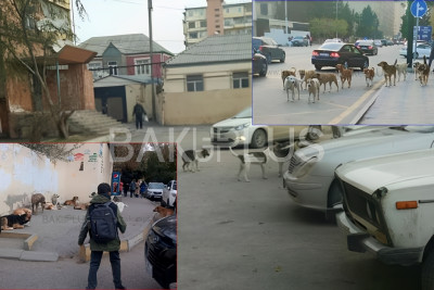 İtlər jurnalistə hücum çəkdi - FOTO/VİDEO + YENİLƏNİB