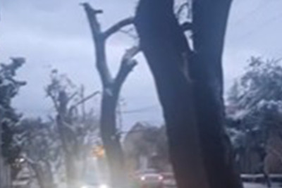 Maştağada ağaclar qırılır - Rəsmi açıqlama + VİDEO