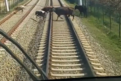 Sahibsiz heyvanlar qatarlara təhlükə yaradır - VİDEO