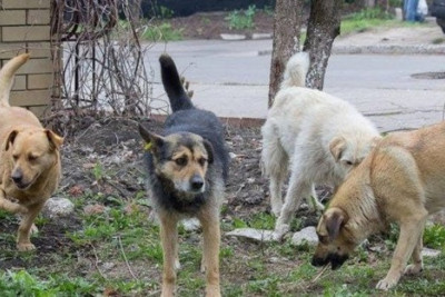 Hövsan sakinləri üçün TƏHLÜKƏLİ VƏZİYYƏT - Avtobus dayanacağını küçə itləri bürüdü + VİDEO 