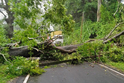 Güclü külək Bakıda ağacları aşırdı