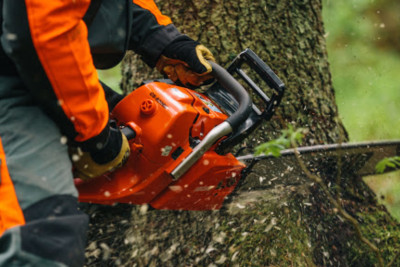Binəqədidə ağac kəsilib, Baş Prokurorluğa müraciət olunacaq