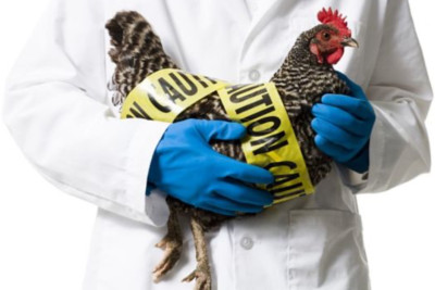 AQTA: Monitorinqlərdə quş qripi xəstəliyinin törədicisi aşkarlanmayıb