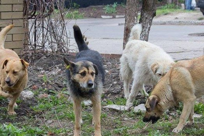 Maştağada itlər insanlara hücum çəkir- VİDEO