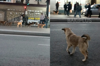 “Gərək faciə baş versin?..” – Sahibsiz itlərlə bağlı ŞİKAYƏT + VİDEO
