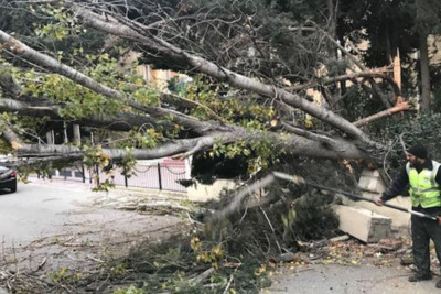 Güclü külək Bakıda 55 ağacı sındırıb - RƏSMİ