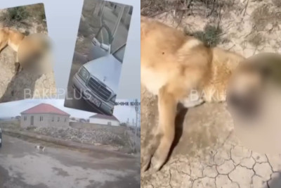 Bakı-Quba yolunda iti daşlayıb, zəhərlədilər – İDDİA + VİDEO