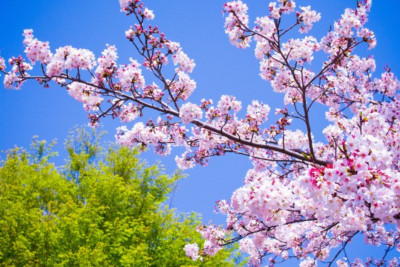 Mayın ilk günü Bakıda hava necə olacaq? 