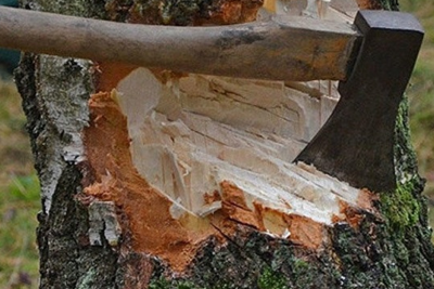 Bu ərazilərdə yaşıllıqlar qanunsuz kəsildi