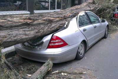Külək yüzlərlə ağacı sındırdı