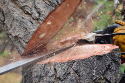 Ağacları kəsdi, iri məbləğdə cərimə olundu