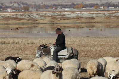 Azadlığa çıxan çoban 1 gün sonra yenidən həbs edildi