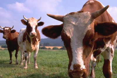Bakıdan icarəyə maşın götürüb Şəkidə mal-qara oğurladılar - FOTO/VİDEO