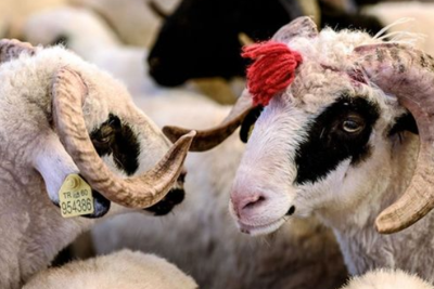 Qurbanlıq heyvanları kəsmək üçün şərtlər açıqlandı