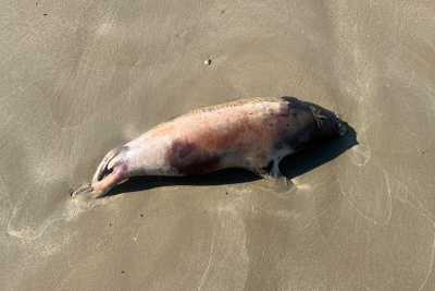Pirşağı çimərliyində suiti cəsədləri aşkarlandı – FOTO