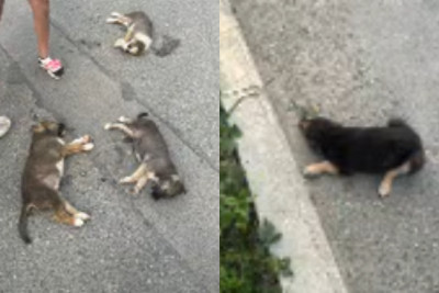 Bakıda sürücü itlərin üstündən keçdi - Həssas VİDEO