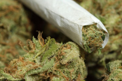 Çətənə kolları məhv edildi