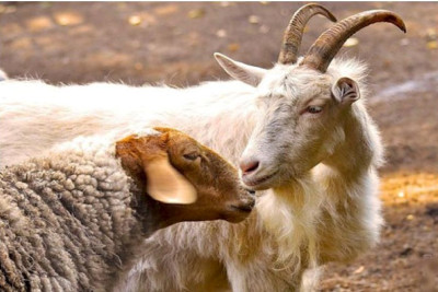 Bakıda qoyunların sayı azalıb