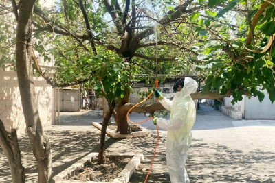 Bakıda tut ağaclarını qurd basıb