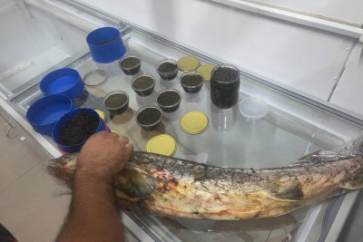 Qanunsuz nərə balığı və kürüsü satan şəxslərlə bağlı reydlər davam edir