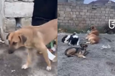 Masazırda dərd bitmir: Məktəbə gedən yolda zibillik...