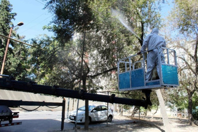 Paytaxtda Amerika ağ kəpənəklərinə qarşı profilaktik işlər davam edir Paytaxtda Amerika ağ kəpənəklərinə qarşı profilaktik işlər davam edir