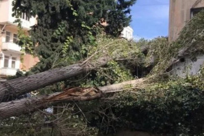 Bakıda ağacı aşdı - 3 nəfər xəsarət aldı