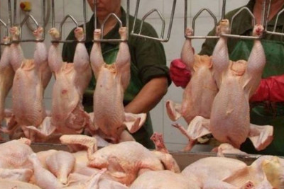 Kənd toyuğu adıyla satılan rənglənmiş toyuqları necə ayırd etmək olar?