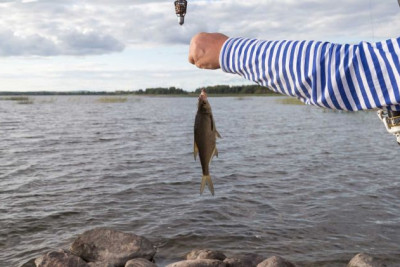 Balıq ovu üçün kvota təsdiqlənib