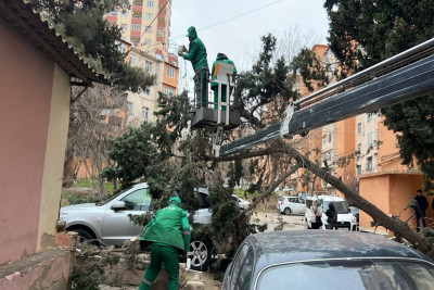 Bakıda güclü külək 37 ağacı sındırıb