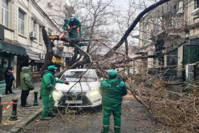 İki gün ərzində Bakıda 78 ağac sınıb