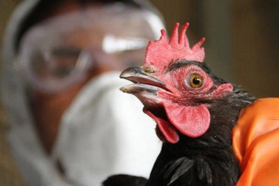 Bakıda Nyukasl xəstəliyi var?