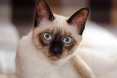 Kişi arvadını pişiyə görə döydü