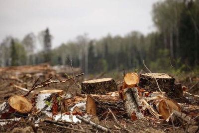 Təbiətə 1 həftədə 63 minlik ziyan vurdular
